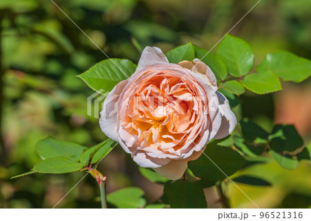 秋の薔薇 メルヘンツァウバーの写真素材 [96521316] - PIXTA