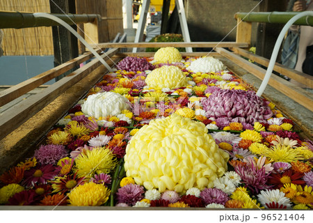花手水　笠間菊祭り 96521404