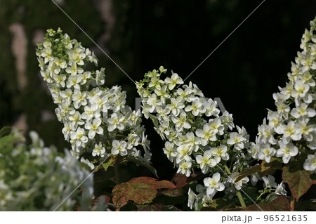 柏葉アジサイ 96521635