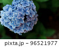 紫陽花 96521977