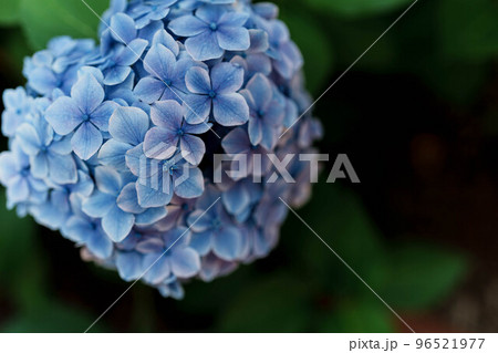 紫陽花 96521977