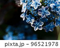 紫陽花 96521978