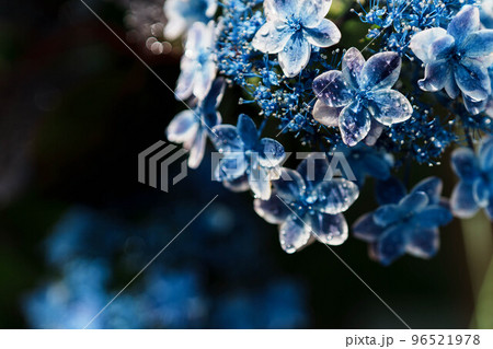 紫陽花 96521978