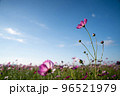 秋桜と空 96521979