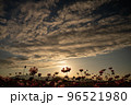 秋桜と夕空 96521980