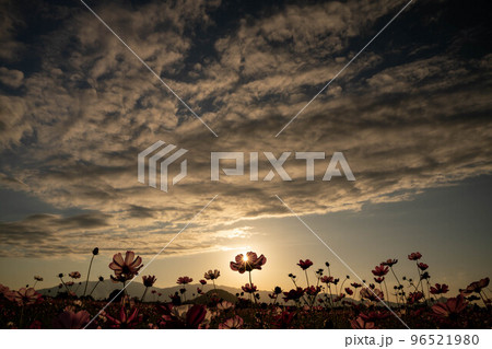 秋桜と夕空 96521980