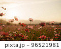 秋桜と夕焼け 96521981