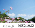秋桜と青空 96521982