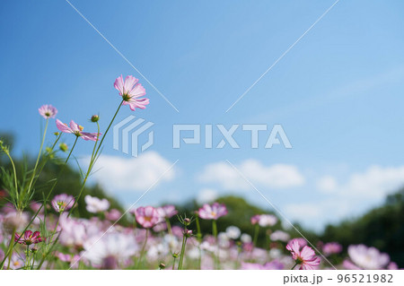 秋桜と青空 96521982