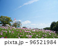 秋桜 96521984