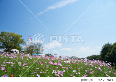 秋桜 96521984
