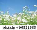 秋桜　白 96521985