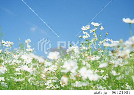 秋桜　白 96521985