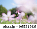 秋桜 96521986