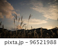 夕焼けとススキ 96521988