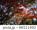 紅葉 96521992