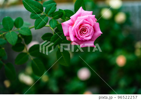 薔薇 薔薇 96522257
