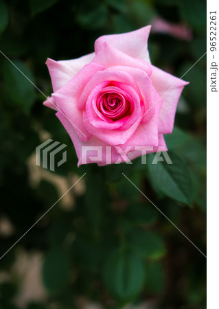 薔薇 薔薇 96522261