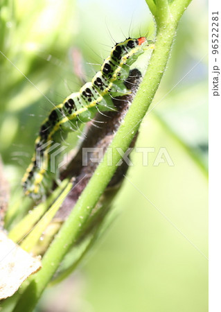 オクラの葉を食い荒らす、フタトガリコヤガの幼虫 オクラの葉を食い荒らす、フタトガリコヤガの幼虫 96522281