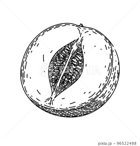 melon cantaloupe cut sketch hand drawn vector 96522488