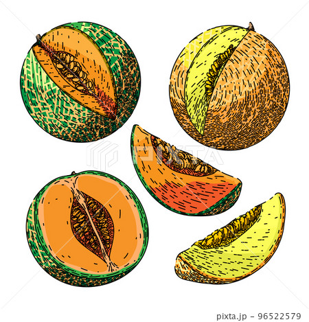 Cantaloupe Melon Drawing Stock Photos and Images - 123RF