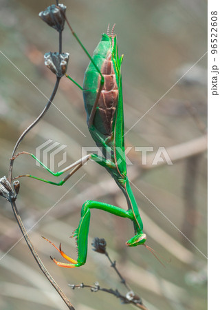 Big green praying mantis on dried lavender flowers Big green praying mantis on dried lavender flowers 96522608