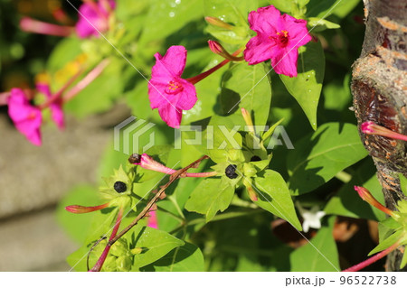 種に白い粉が入っていて、子どもたちの遊びにも使われる、オシロイバナの花 種に白い粉が入っていて、子どもたちの遊びにも使われる、オシロイバナの花 96522738