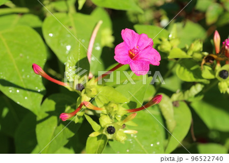 種に白い粉が入っていて、子どもたちの遊びにも使われる、オシロイバナの花 96522740