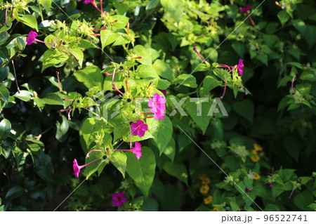 種に白い粉が入っていて、子どもたちの遊びにも使われる、オシロイバナの花 種に白い粉が入っていて、子どもたちの遊びにも使われる、オシロイバナの花 96522741