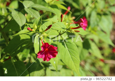 種に白い粉が入っていて、子どもたちの遊びにも使われる、オシロイバナの花 96522782