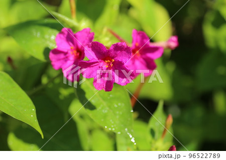 種に白い粉が入っていて、子どもたちの遊びにも使われる、オシロイバナの花 96522789