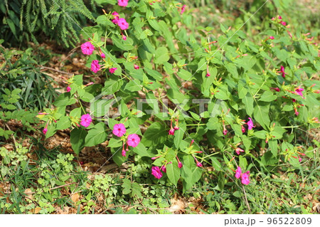 種に白い粉が入っていて、子どもたちの遊びにも使われる、オシロイバナの花 96522809
