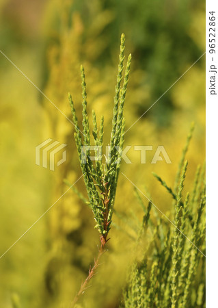 Oriental thuja Franky Boy Oriental thuja Franky Boy 96522864