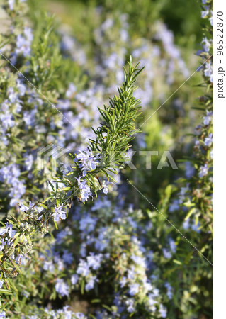 Rosemary flower Rosemary flower 96522870