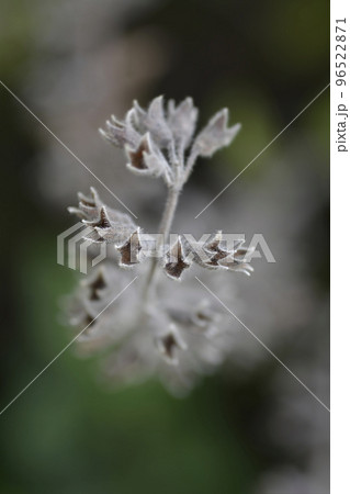 Yellow germander Yellow germander 96522871