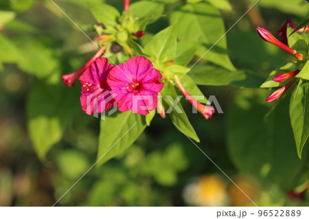 種に白い粉が入っていて、子どもたちの遊びにも使われる、オシロイバナの花 96522889