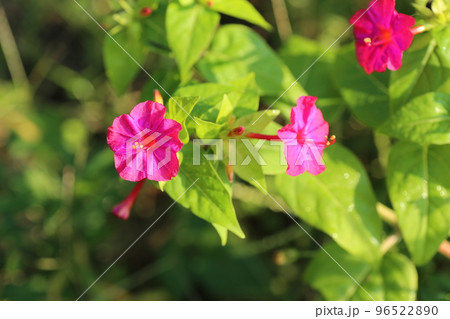 種に白い粉が入っていて、子どもたちの遊びにも使われる、オシロイバナの花 種に白い粉が入っていて、子どもたちの遊びにも使われる、オシロイバナの花 96522890