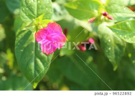 種に白い粉が入っていて、子どもたちの遊びにも使われる、オシロイバナの花 96522892