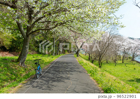 桜の下のサイクリングイメージ (湖山池青島) 桜の下のサイクリングイメージ (湖山池青島) 96522901