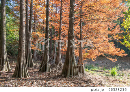 太古の森の面影　ラクウショウの紅葉 96523256
