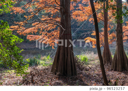 太古の森の面影　ラクウショウの紅葉 96523257
