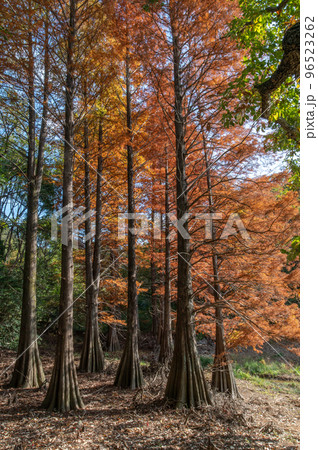 太古の森の面影 ラクウショウの紅葉 太古の森の面影 ラクウショウの紅葉 96523262