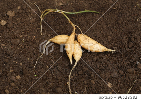 掘り出された、カラスウリの球根、根 96523582