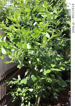 庭のレモンの木 庭のレモンの木 96523618