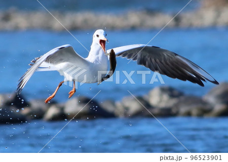 《魚を咥えたカモメ》あ！落ちちゃった 96523901