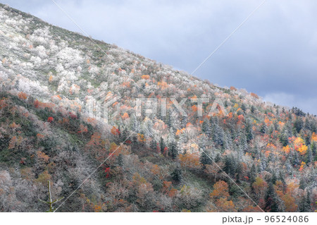 北海道上富良野町】雪と紅葉の写真素材 [96524086] - PIXTA