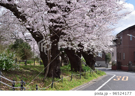 杉並・三井の森公園の桜並木 96524177