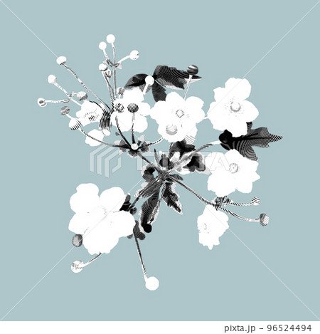 white graphic engraving wildflower. Realistic peony. Wild flower  96524494