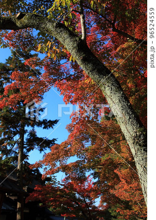 青空に映える京都市内の紅葉風景 青空に映える京都市内の紅葉風景 96524559
