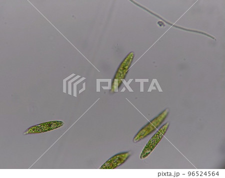 アオコに住み着いていたミドリムシ アオコに住み着いていたミドリムシ 96524564
